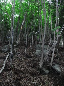 hira4.jpg