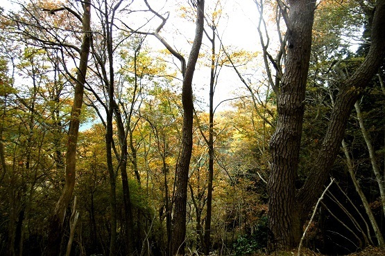 izu11.jpg