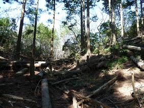 kanayama16.jpg
