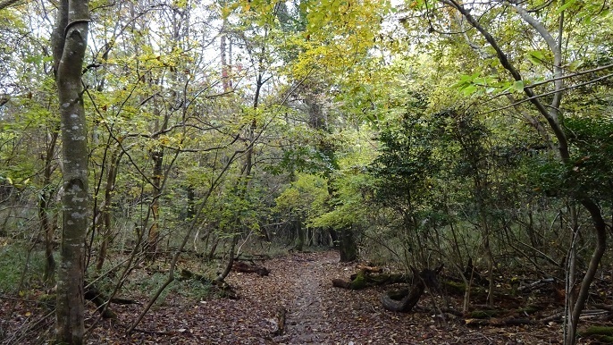 m15.jpg