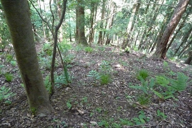 m39.jpg