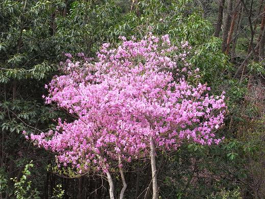 miharai9.jpg