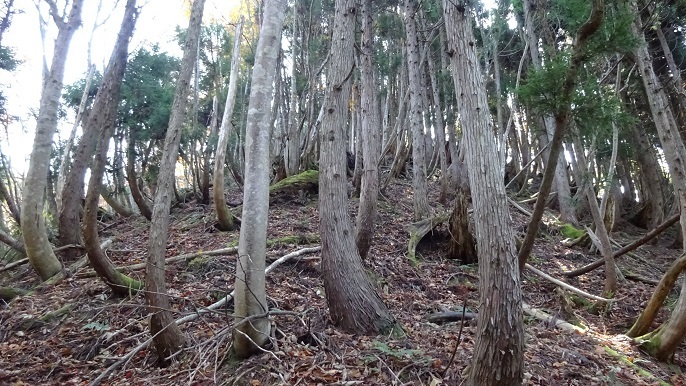n12.jpg
