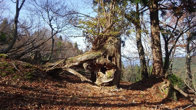 n26.jpg