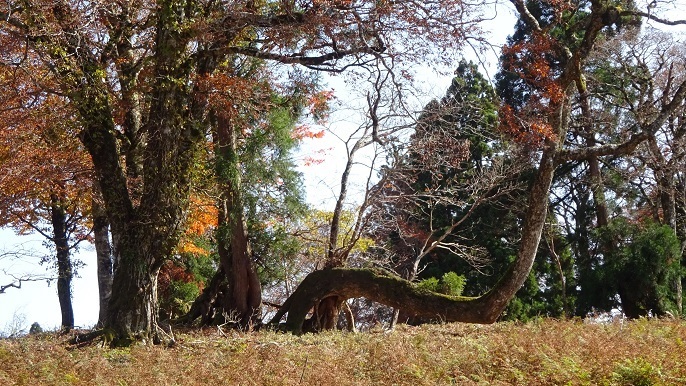 n30.jpg