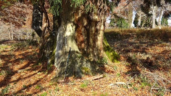 n31.jpg