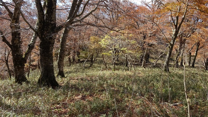 n32.jpg