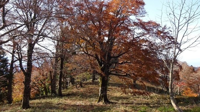 n33.jpg