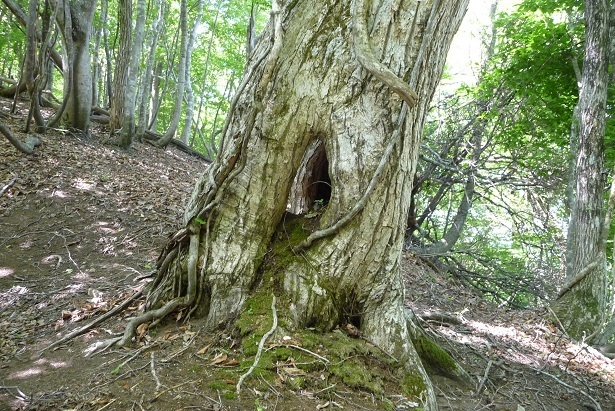 si9.jpg