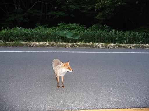 tomu36.jpg