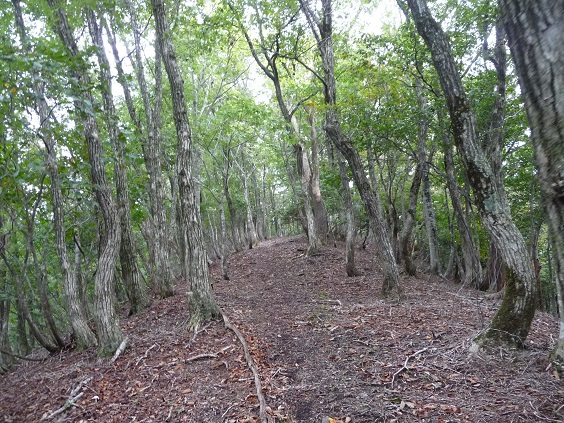 usi44.jpg