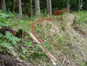 wakasu26.jpg